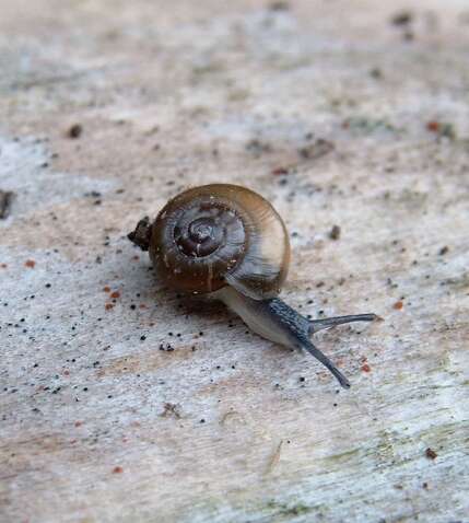 Image of Black Gloss Snail