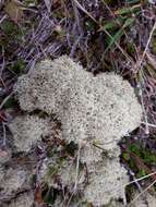 Image de Cladonia confusa R. Sant.