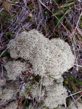 Image of Cladonia confusa R. Sant.