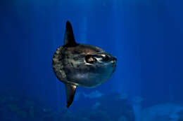 Image of Mola