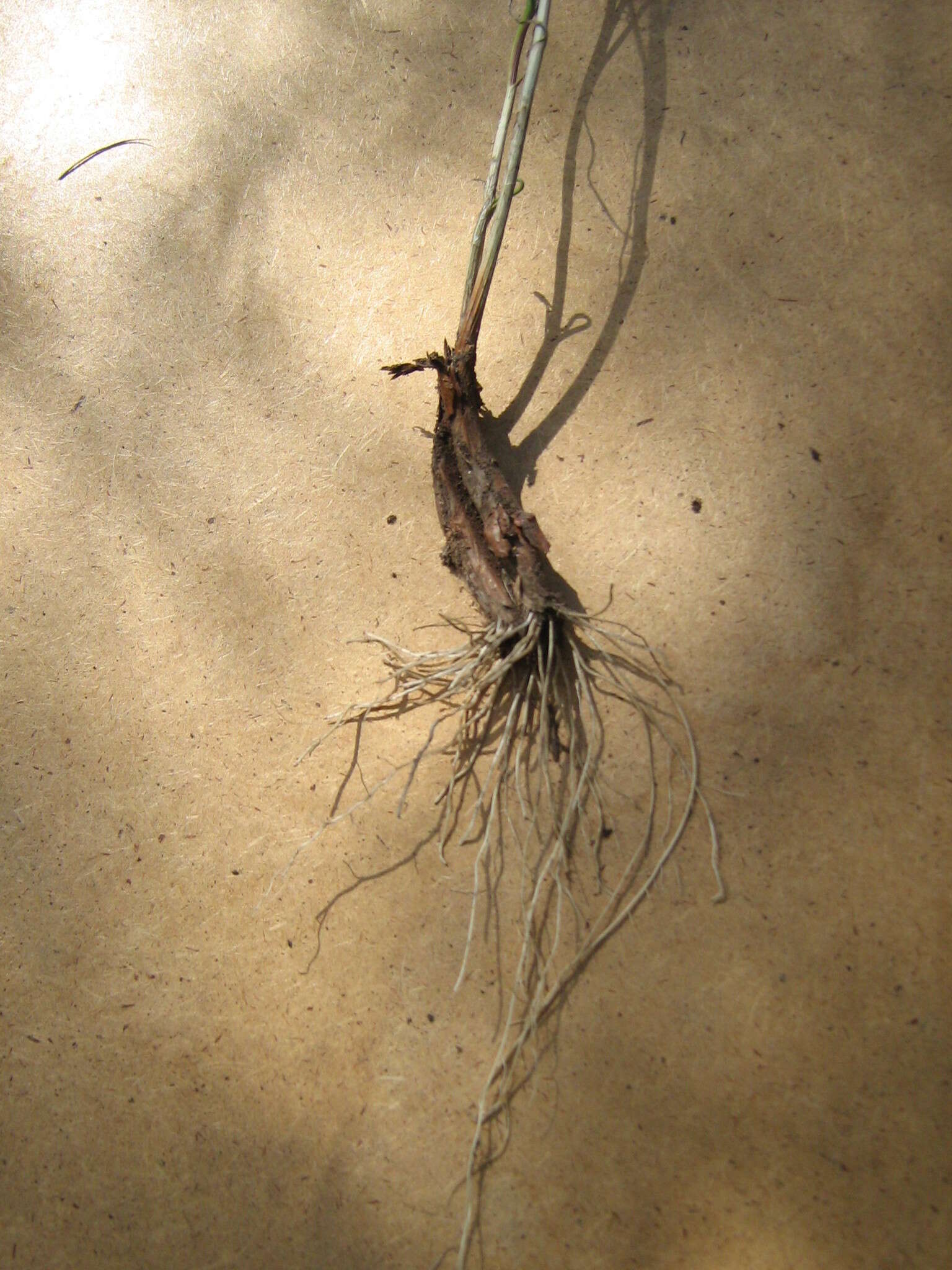 Image of Allium cretaceum N. Friesen & Seregin