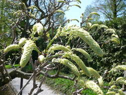 Plancia ëd Wisteria floribunda (Willd.) DC.