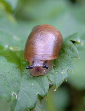 Image of amber snail