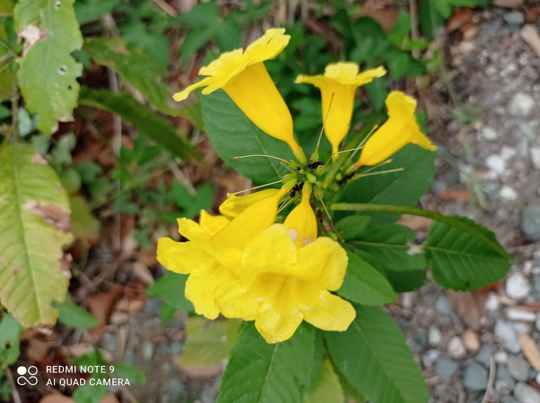 Image of chestnutleaf trumpetbush