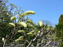 Image of Japanese wisteria