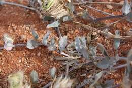 Image of Barleria lichtensteiniana Nees