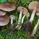 Image of Cortinarius valgus Fr. 1838