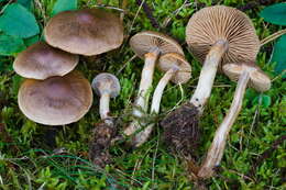 Image of Cortinarius valgus Fr. 1838