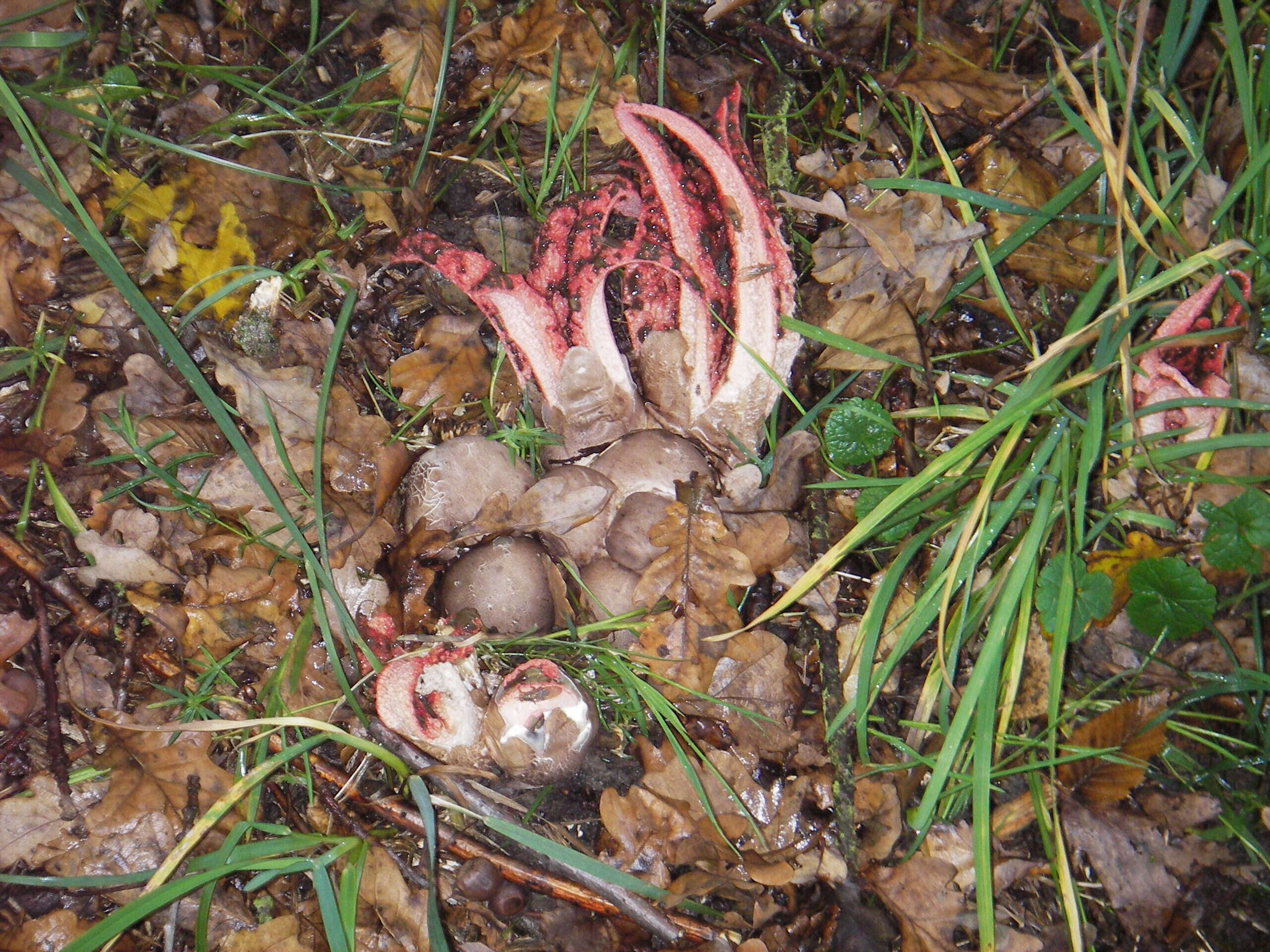 Image of octopus stinkhorn