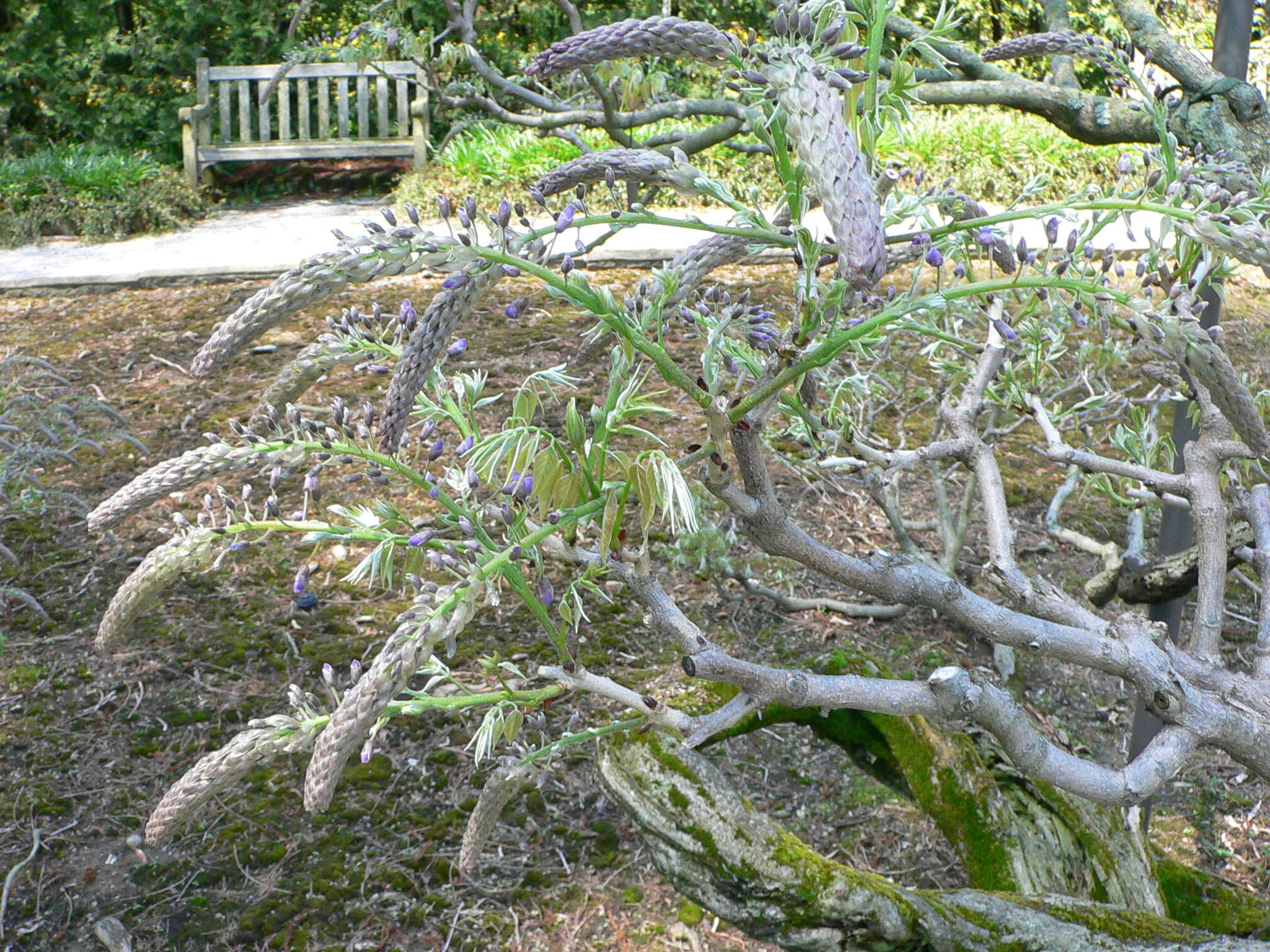 Image of Japanese wisteria