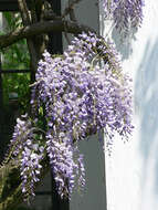 Plancia ëd Wisteria floribunda (Willd.) DC.