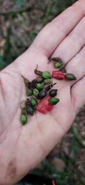 Image of Podocarpus buchii Urb.