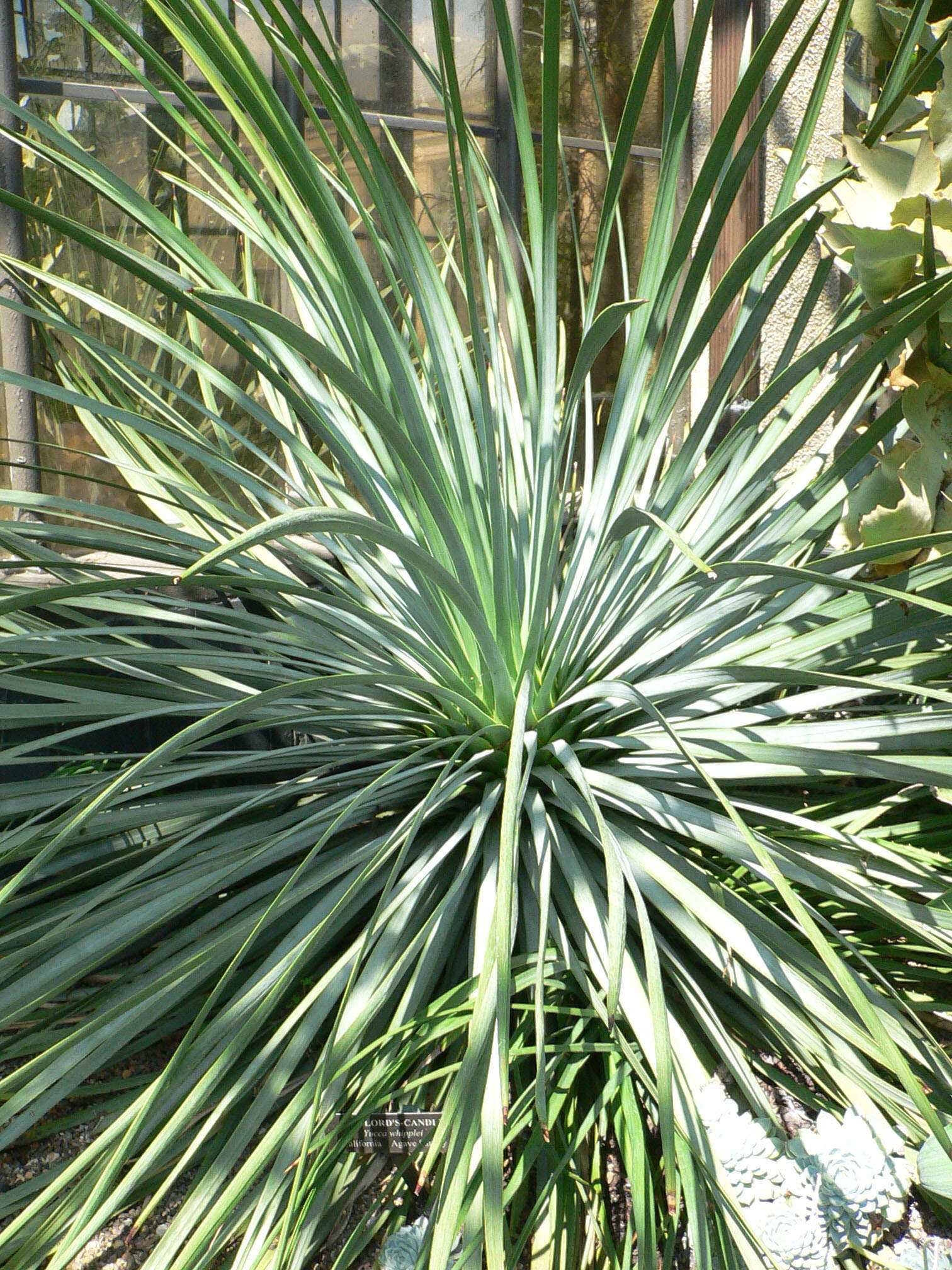 Image of hesperoyucca