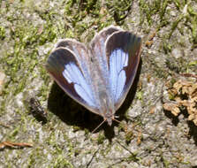 Image de <i>Arhopala ganesa</i>