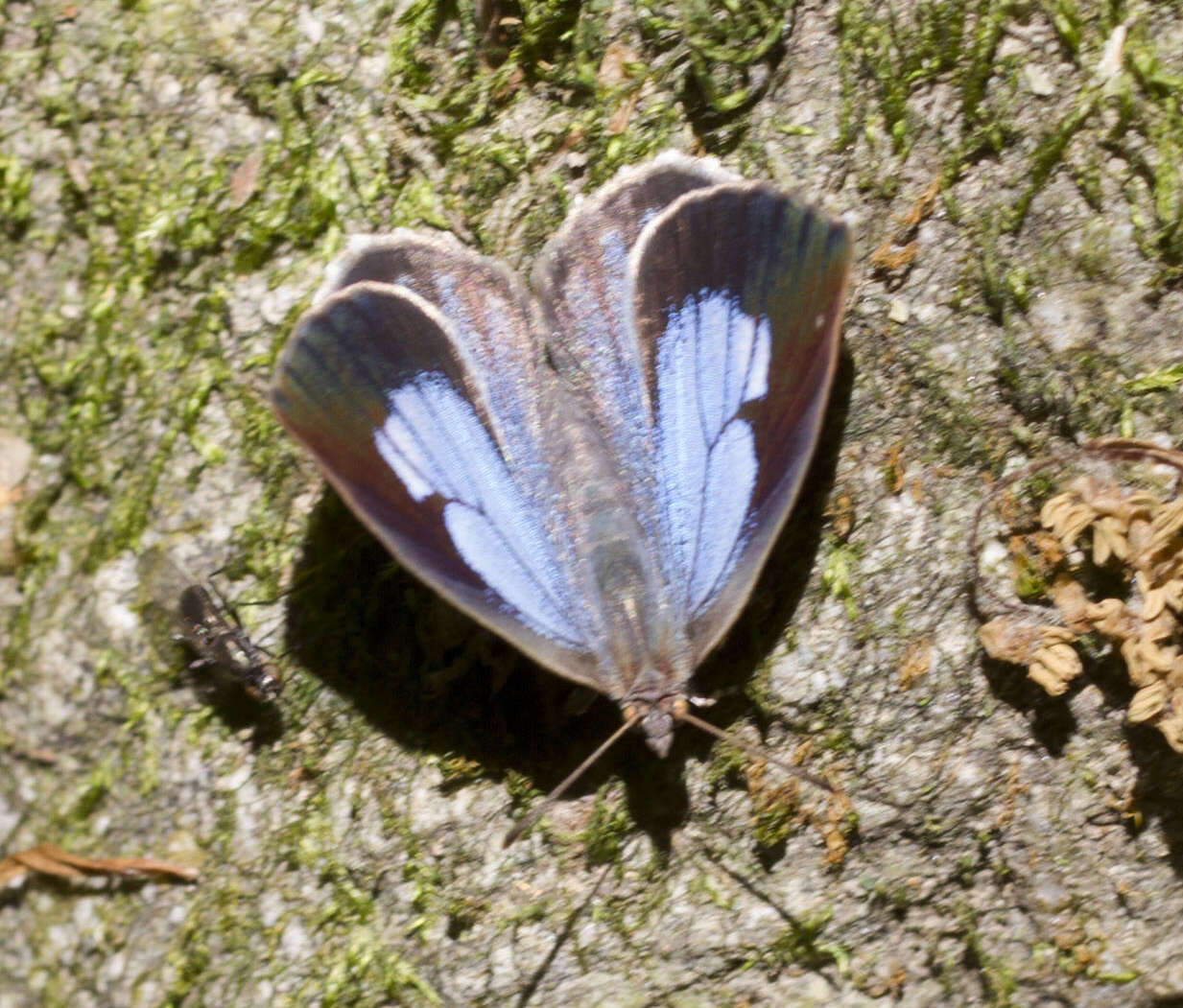 Image of <i>Arhopala ganesa</i>