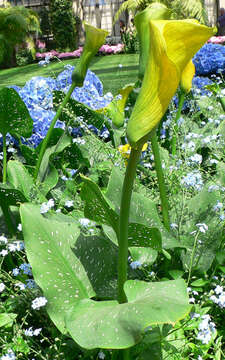 Image of calla lily