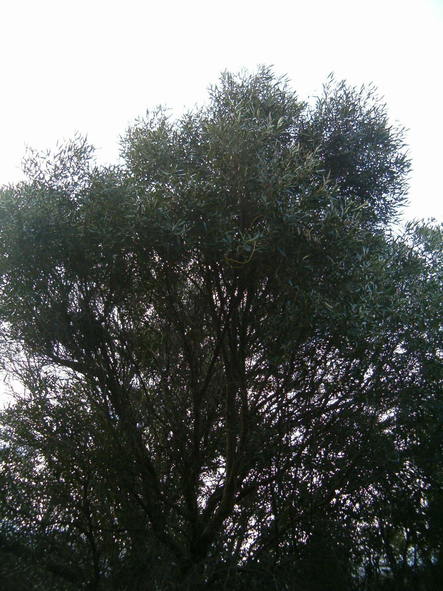 Image of olive tree