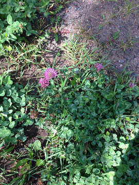 Image of Red Clover