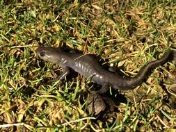 Image of Jefferson Salamander