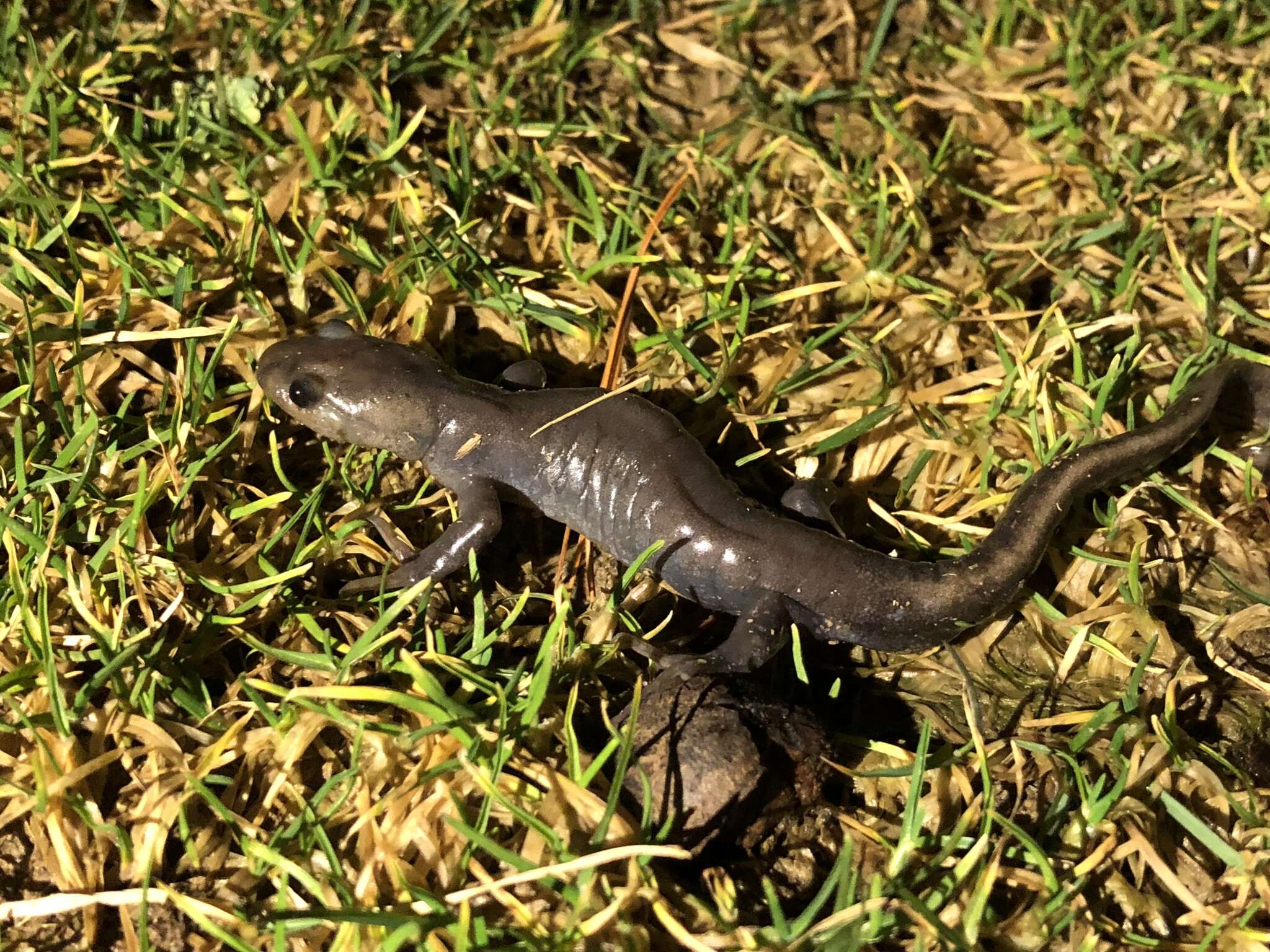 Plancia ëd Ambystoma jeffersonianum (Green 1827)