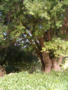 Image of Afrocarpus falcatus