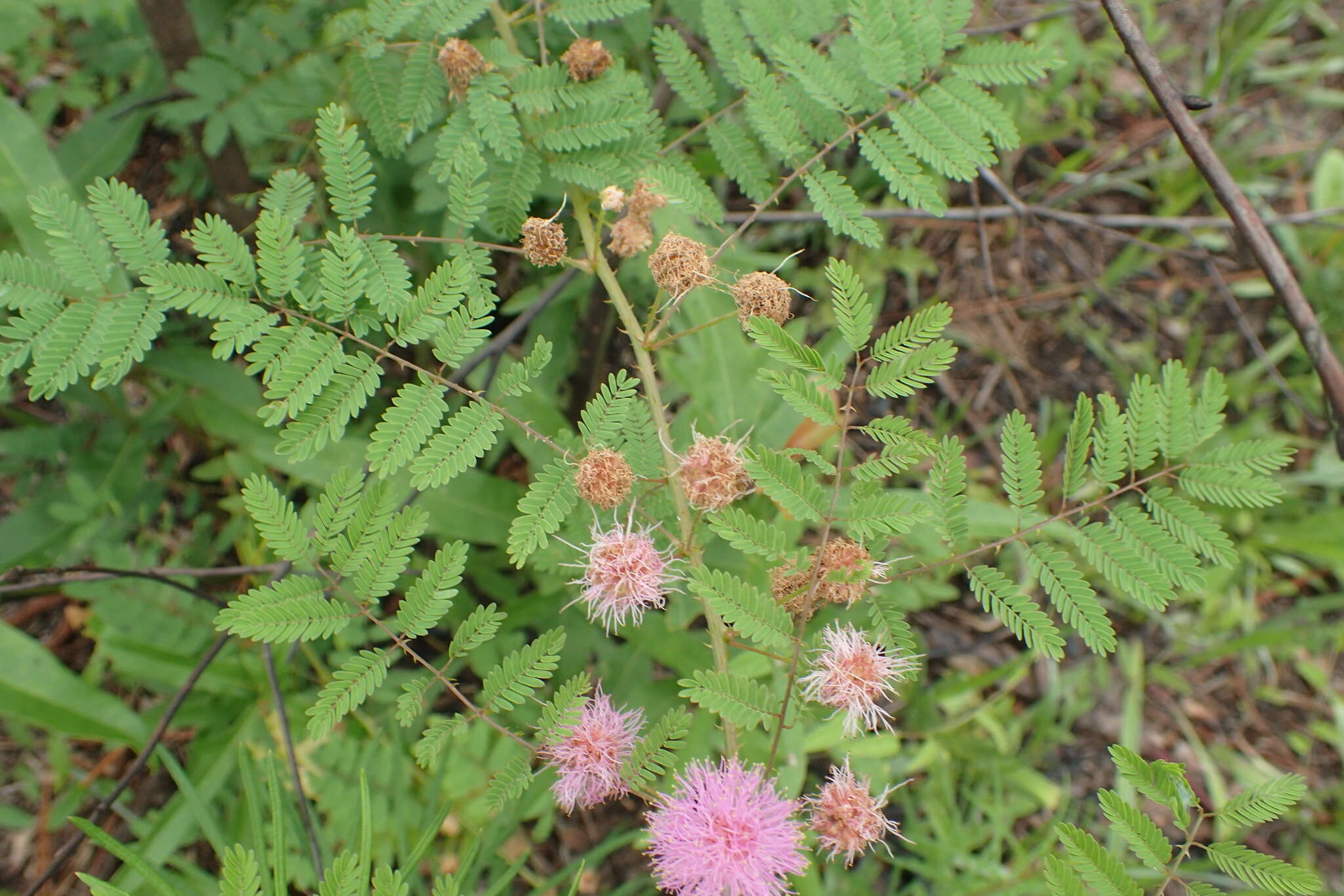 Mimosa quadrivalvis L.的圖片