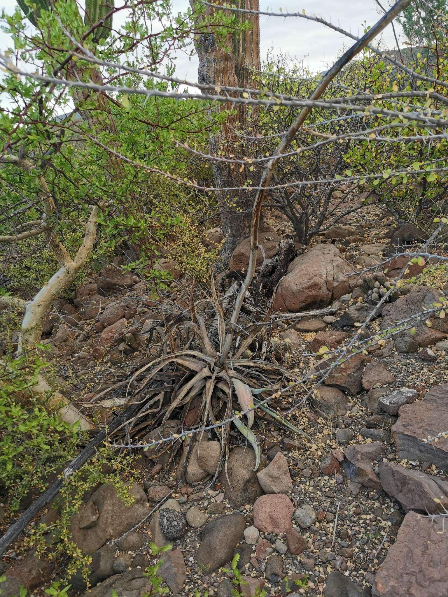 Image of Agave sobria subsp. roseana (Trel.) Gentry