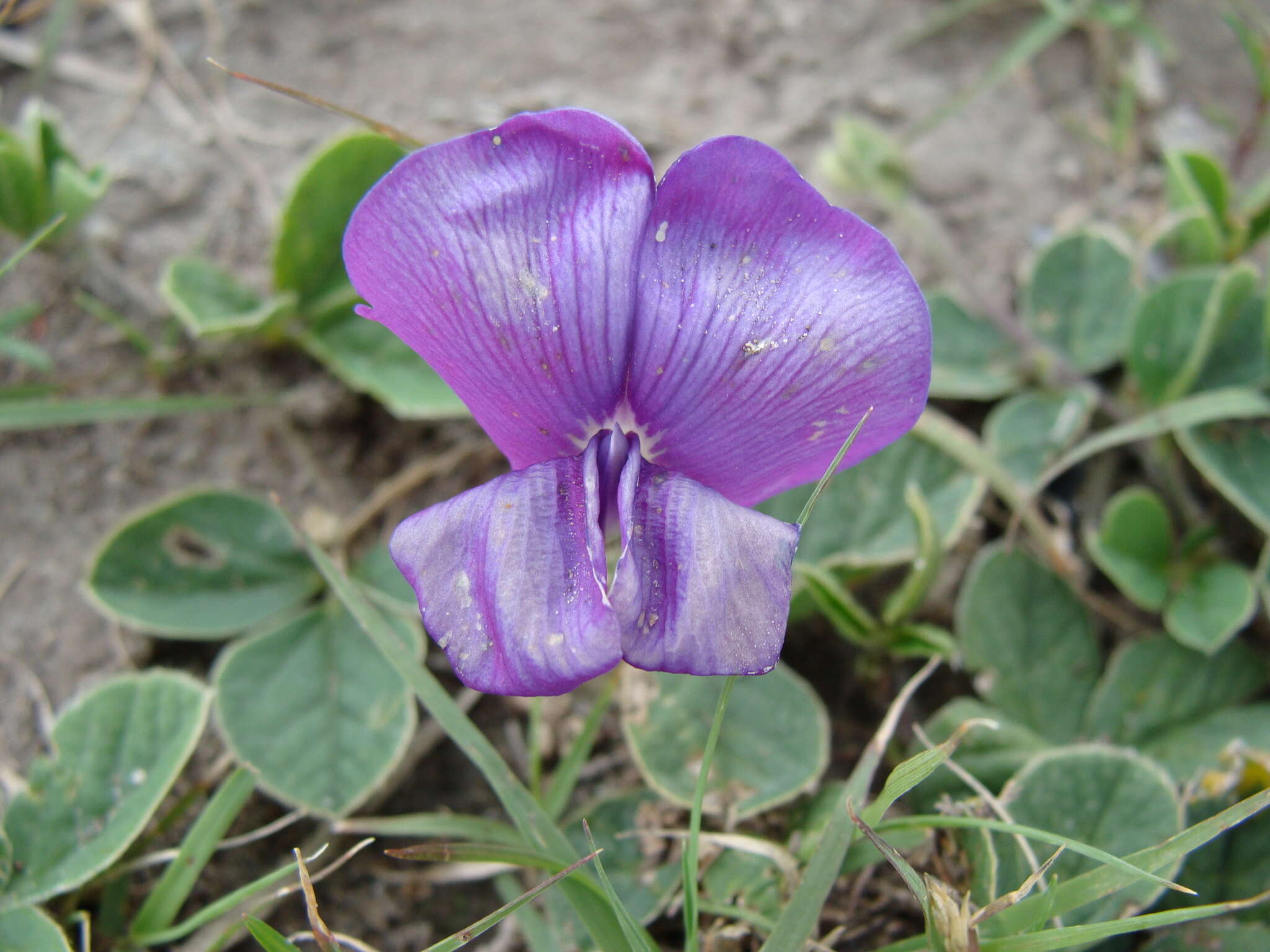 Image of Lemmon's cologania