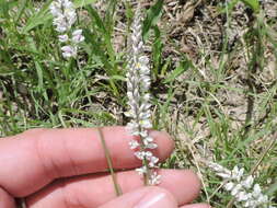 Image of white milkwort