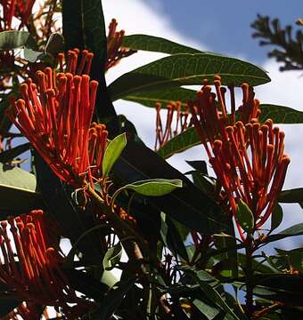 Image of Red silky oak