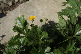 Image of Potentilla ruprechtii Boiss.