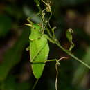 Image of Rhinoceros Katydid