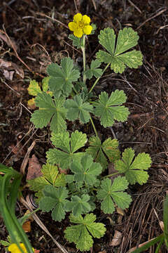 Image of Potentilla incana Gaertn. Mey. & Scherb.