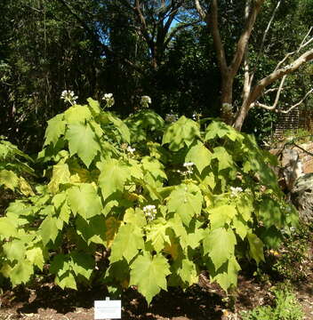 Image of African hemp