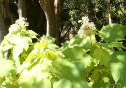 Image of African hemp