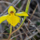 Image of Small snake orchid