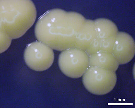 Image of Micrococcus luteus