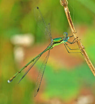 Image de Lestes temporalis Selys 1883