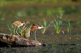 Image of Wattled Jacana