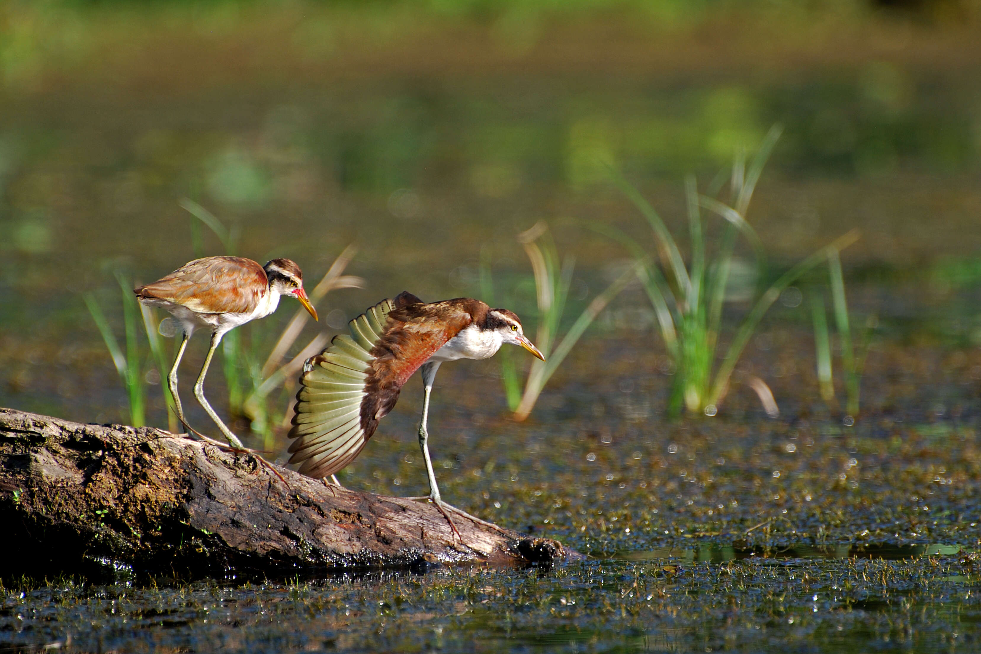 Image of Wattled Jacana