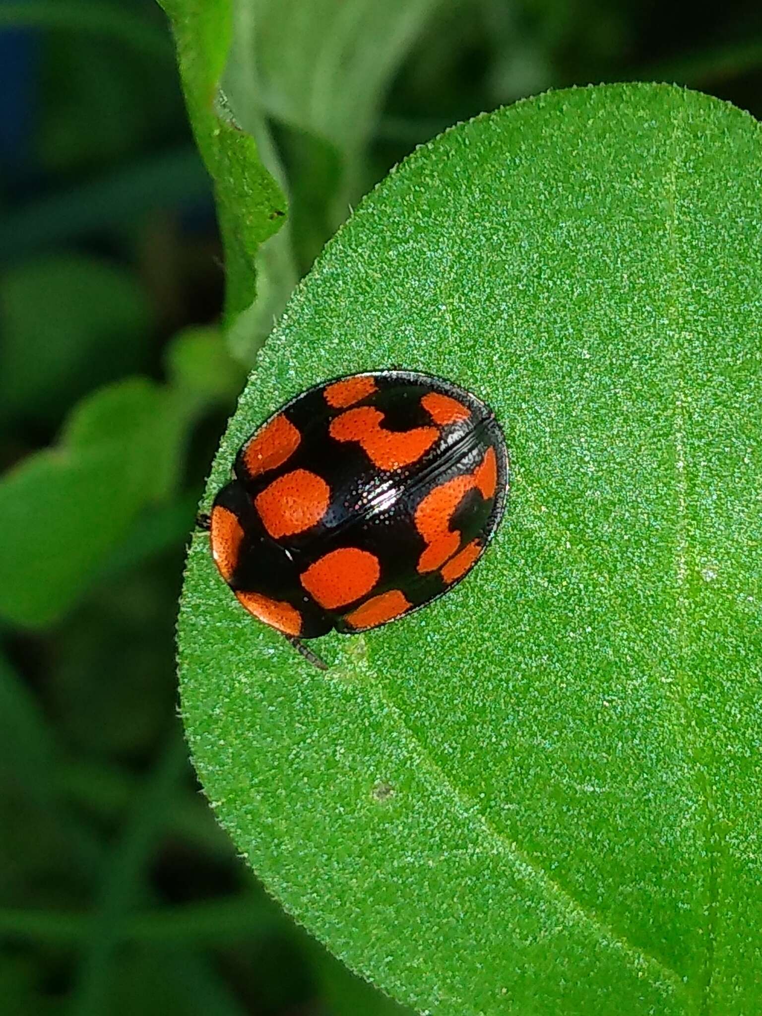 Image of Botanochara duodecimverrucata (Boheman 1850)