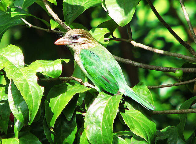 Image of Asian barbets