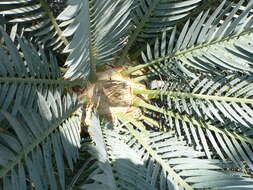 Image de Encephalartos lehmannii Lehm.