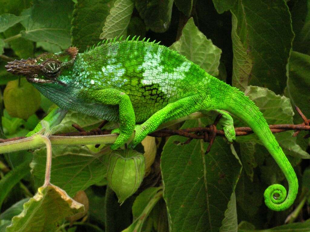 Image of West Usambara Blade-horned Chameleon