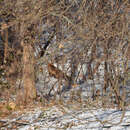 Image of Turkmenian fox