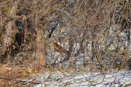 Image of Turkmenian fox