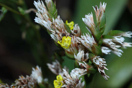 Imagem de Limonium tetragonum (Thunb.) Bullock