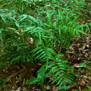 Imagem de Pteris denticulata Sw.