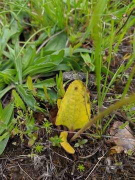 Image of Cliff Pseudosaxifrage