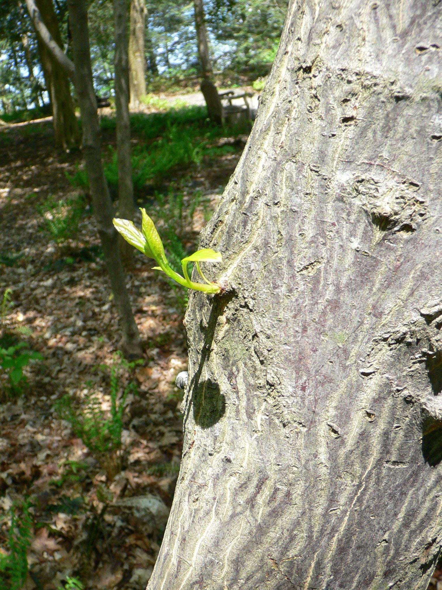 Image de Halesia tetraptera J. Ellis